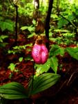 Pink Lady Slipper!